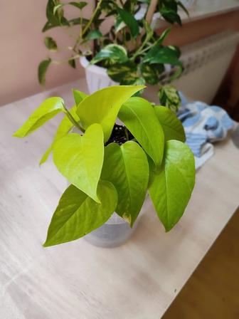 Комнатные цветы