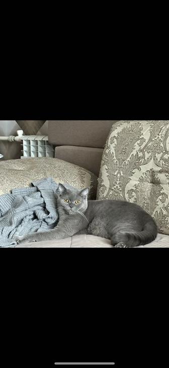 Отдадим кота в добрые и ответственные руки