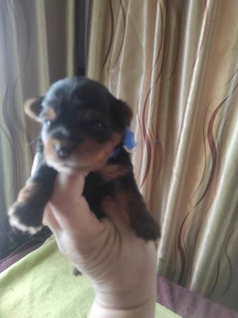 Мини девочка Йоркширского терьера.