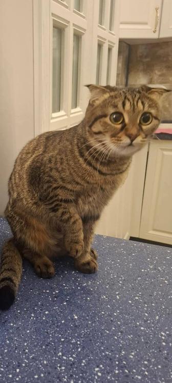 Кошка молодая на пристройство