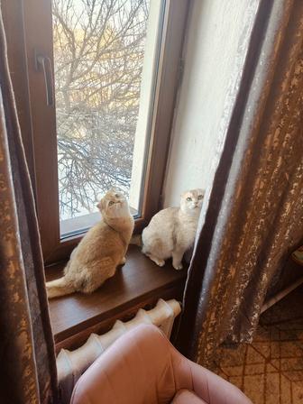 Шиншиллы Шотландские и Британские .