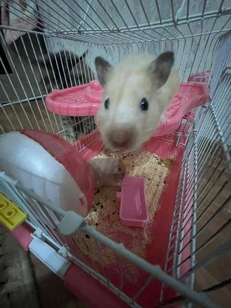 Продам сирийских хомячков с клеткой