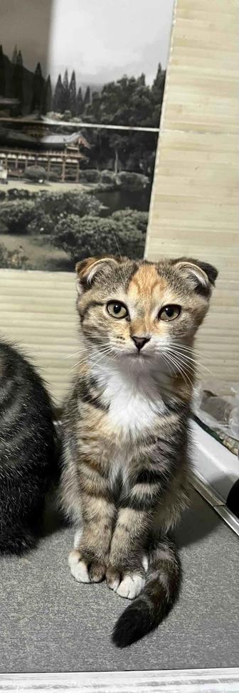 Вислоухие котята