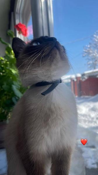Отдам кошек в добрые руки