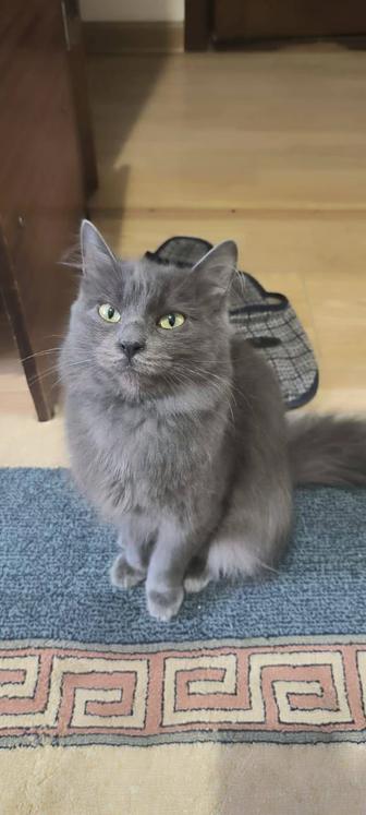 Отдам кота в добрые руки