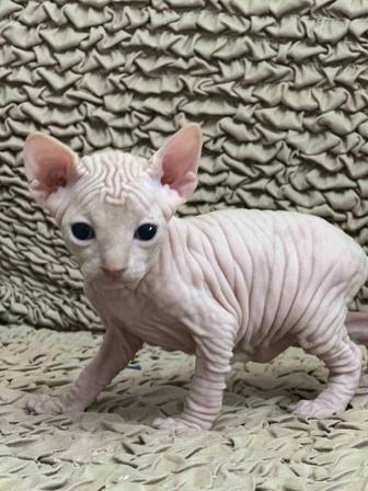Котята канадского сфинкса