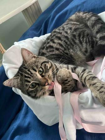 Котенка в добрые руки