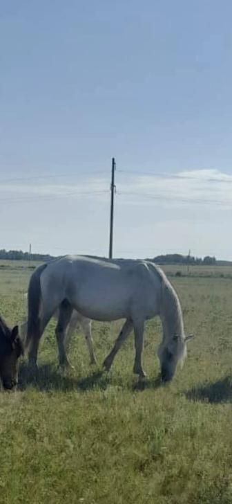Продам 2 кобылы с жеребятами