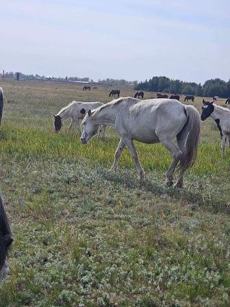 Продам кобылу и жабагы