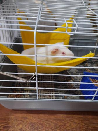 Продам морских свинок 2 шт. Вместе с клеткой . 20.000