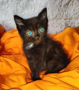 Продам котят