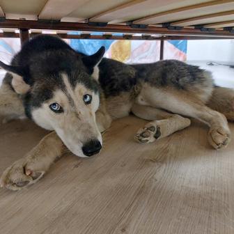 Найдена собака