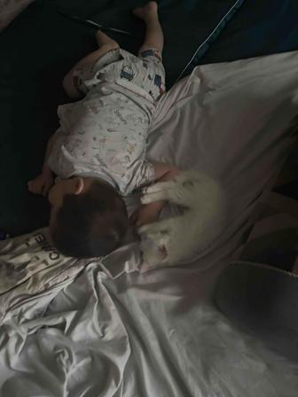 Отдам котенка белого