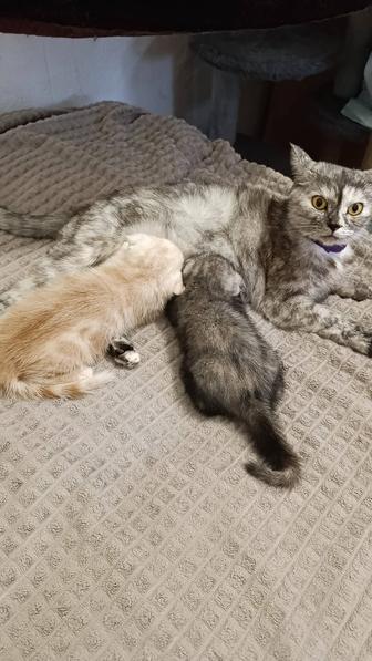 Продам котят шотландские