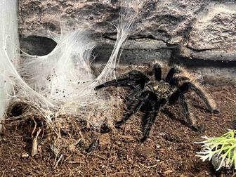 Паук птицеед Brachypelma albopilosum