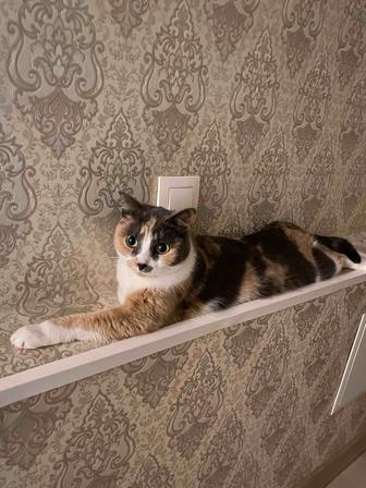Отдам кошку в добрые руки