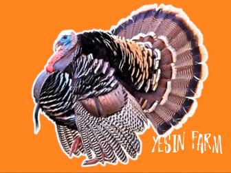 Бронза 708 инкубационные яйца индюков мощная мясная линия