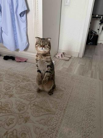 Шотландский кот вязка