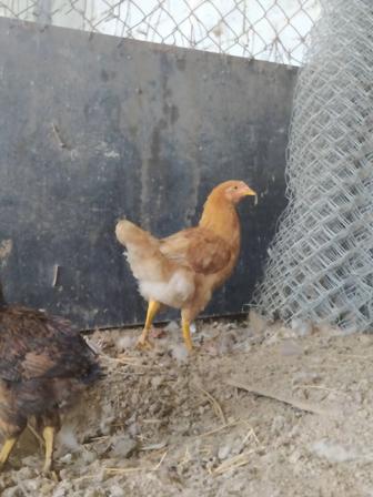 Продается куры домашние. 1 петух и цыплята. 2 месяц и нед цыплята.