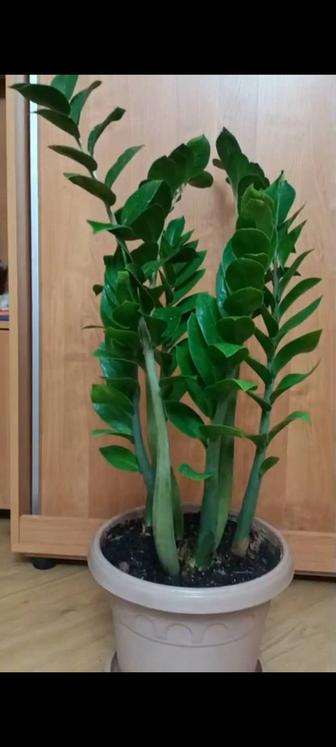 Продам комнатные цветы срезы ,выращиваю сама, Алоэ и т.д.