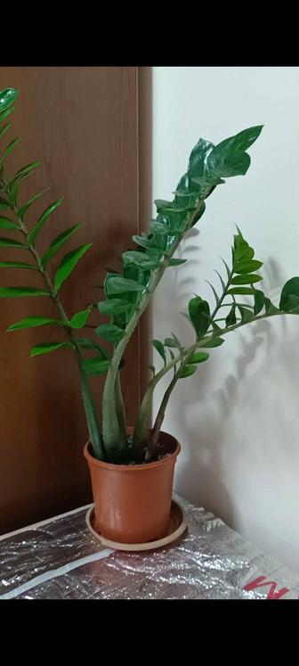 Продам комнатные цветы срезы ,выращиваю сама, Алоэ и т.д.