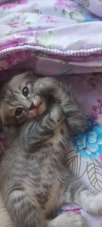 Котята