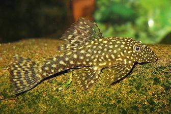 Отдам даром деток сомиков-анциструсов!