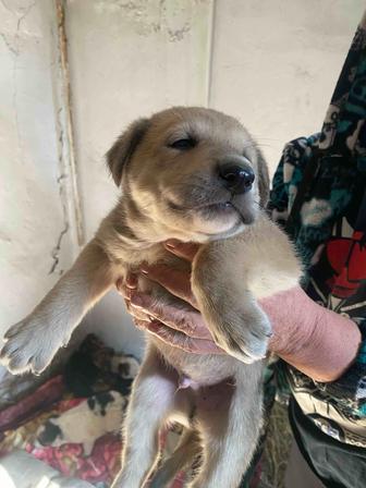 Щенки в добрые руки