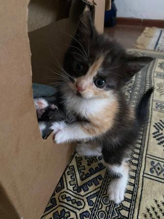 Котят шотландки