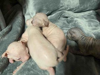 Бронь резерв котят сфинкса