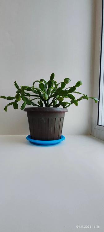 Продам цветок декабрист.