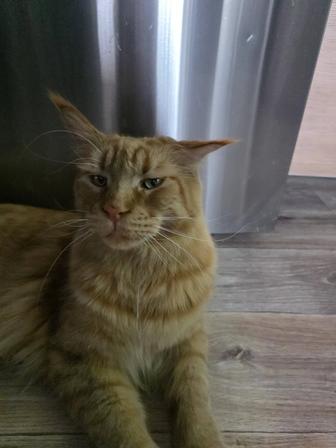 Отдам в добрые руки кота