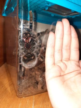 Паук, мексиканский птицеед (Brachypelma albopilosum)