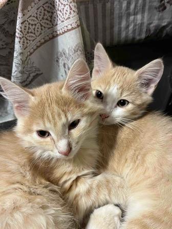 Отдам котят