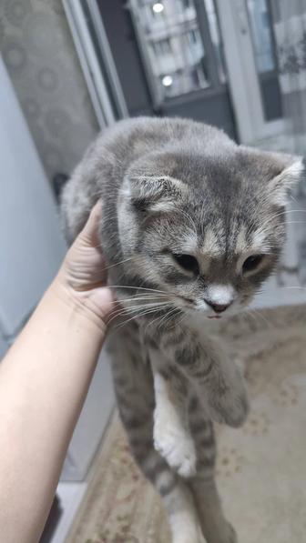 Отдам в хорошие руки кота
Возраст 1 год