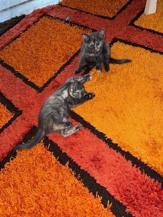 котята