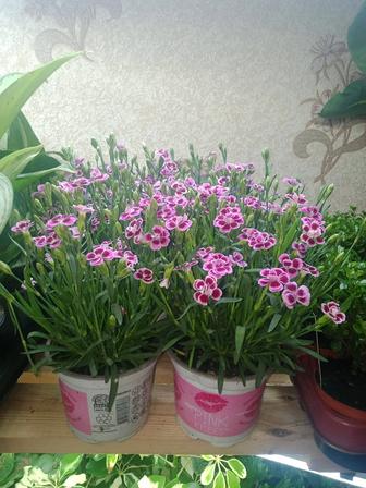 Комнатные цветы