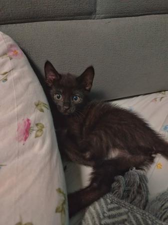 Отдам котят в добрые руки!