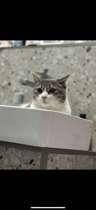 Отдам домашнего кота в добрые руки!