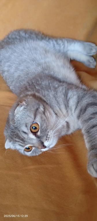 Кошка стерилизованна