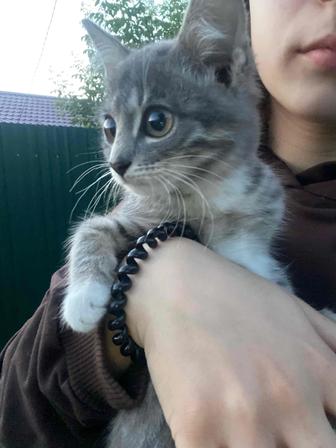 Отдам кошечку