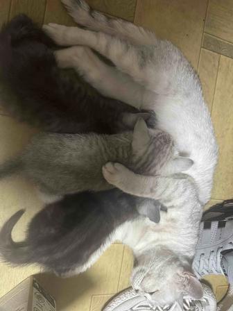 Котенок