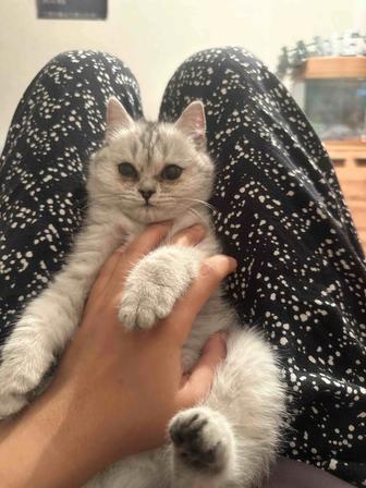 Шикарный котенок