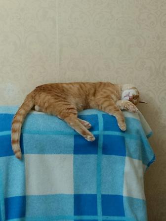 Рыжий котик