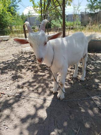 Продам козлят