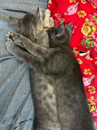 Отдам котят в добрые руки