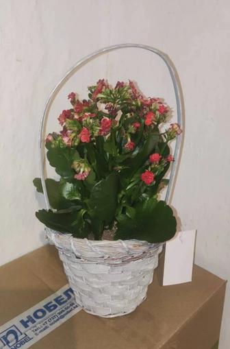 Продам каланхоэ цветущее