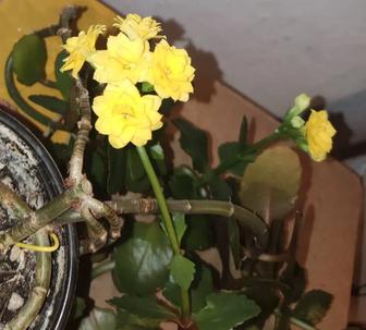 Продам каланхоэ цветущее