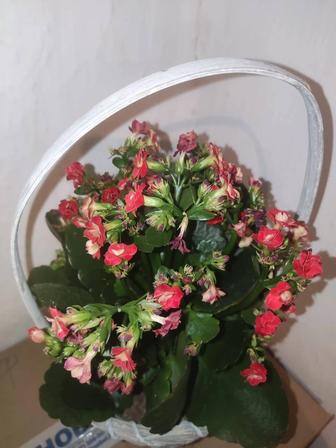 Продам каланхоэ цветущее