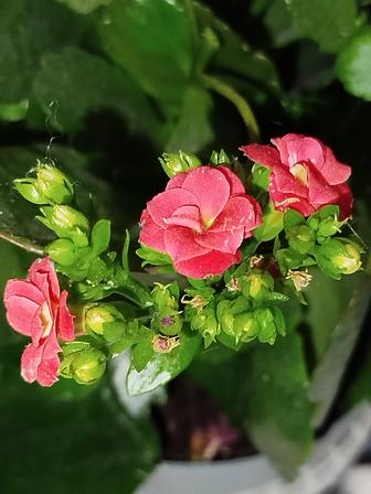 Продам каланхоэ цветущее